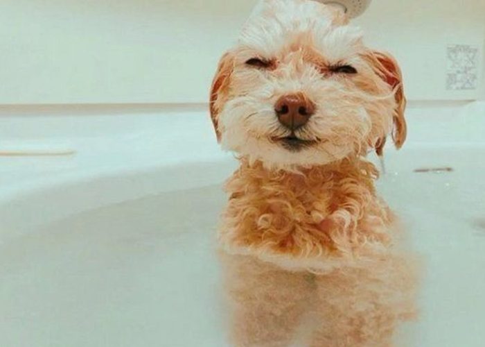 お風呂に居る犬